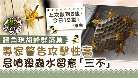 胡蜂築巢風水|2024蜂巢處理最新指南